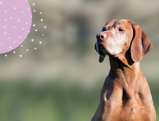 Boswellia Serrata Extract and its benefits for a dog's joint pain - Fido