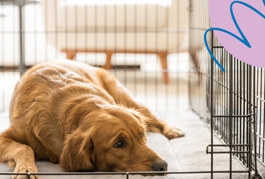 Calm and Confident: How to Crate Train Your Dog - Fido