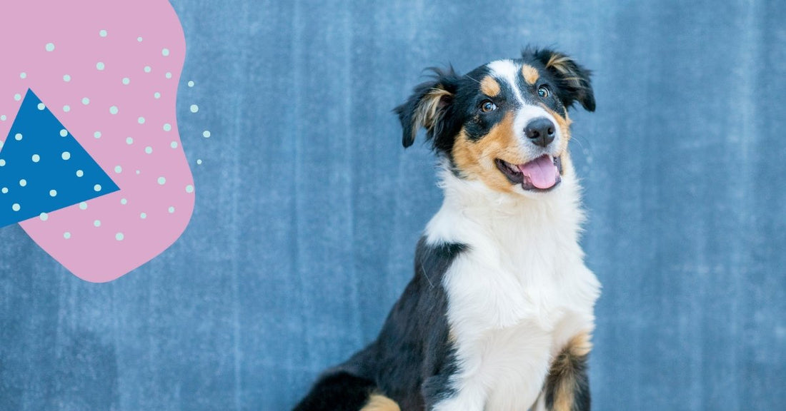 From Separation Anxiety to Thunderstorms: Calming Chews for Every Occasion - Fido